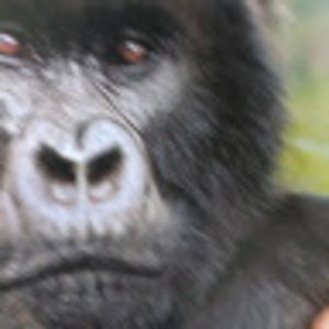 Meet your Posher, Jersey